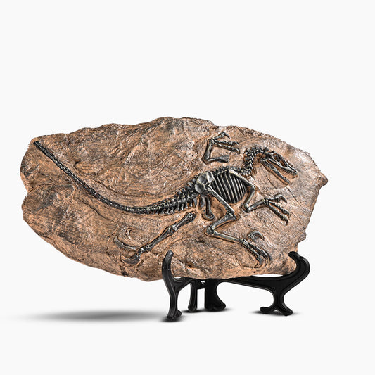 Dino Stone Fossil Decorative Showpiece