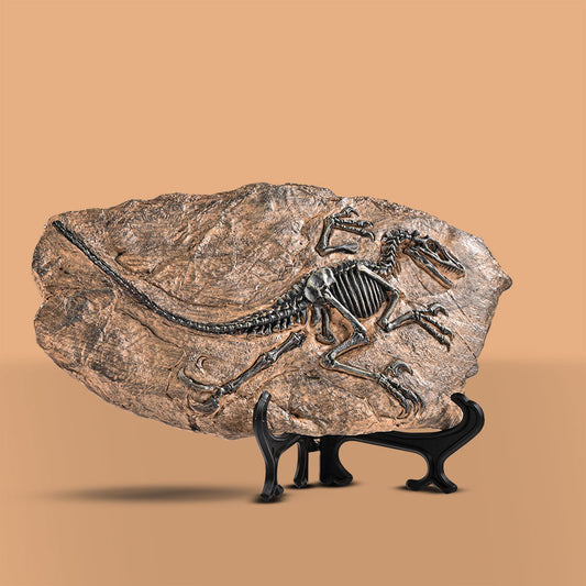 Dino Stone Fossil Decorative Showpiece