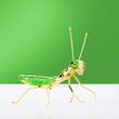 Mantis Decorative Showpiece