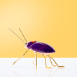 Beetle Decorative Showpiece - Firefly Decor